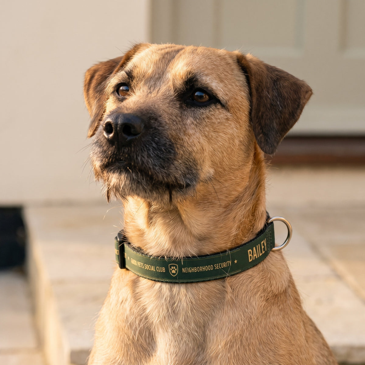 Neighborhood Security Personalized Pet Collar
